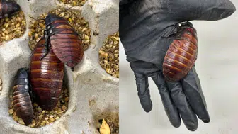 Avustralya sınırlarında yasa dışı egzotik böcek operasyonu