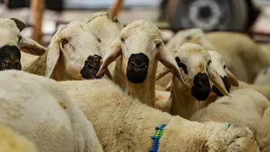 Kurban Kesiminde Vekalet Ücretleri Belirlendi!