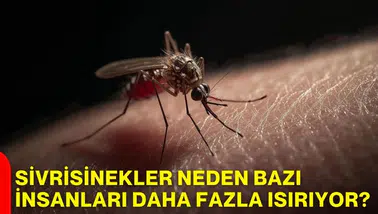 Sivrisineklerin gizemli tercihi çözüldü: Kan grubunuz değil, cildinizdeki bu detay onları çekiyor