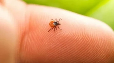 Keneye Karşı Sıradışı Plan! Kuş Avı Yasaklanırsa Ne Olur?