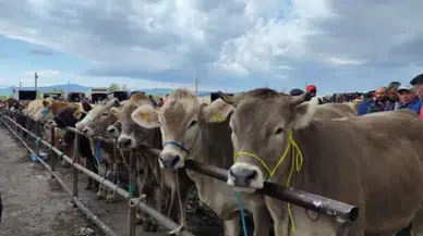 Hayvan Satış Yerleri Kapanmıştı. Peki Ne Zaman Açılacaklar?