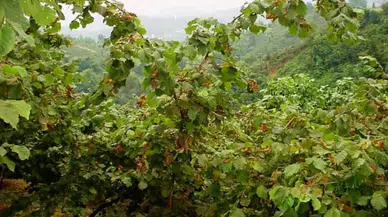 Trabzon'da Kahreden Olay! Fındık Toplarken Can Verdiler