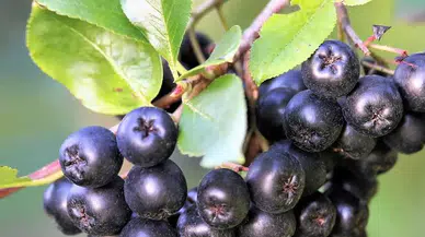 Antioksidan Bombası, Cebinizi Patlatabilir! Bu Meyveyle Servet Kazananlar Var