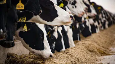 Besicilere Hayvan ve Yem Desteği Müjdesi!