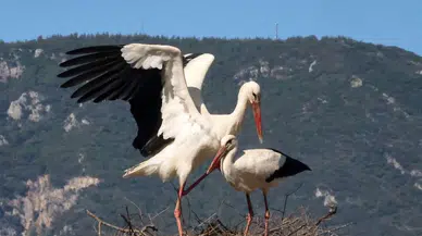 Leylekler Kaç Yıl Yaşar? Leyleğin Ömrü Ne Kadardır? Yaren Leylek Kaç Yaşında?