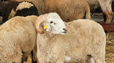 2026 Kurban Bayramı Ne Zaman? Ayın Kaçında Başlıyor, Tatil 9 Gün Olur Mu?