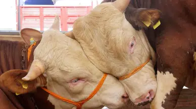 2026 Kurbanlık Fiyatları Açıklandı: Büyükbaş ve Küçükbaş Hayvanların Başlangıç Fiyatları Ne Kadar?