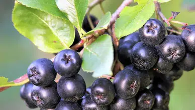 Antioksidan Bombası, Cebinizi Patlatabilir! Bu Meyveyle Servet Kazananlar Var
