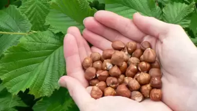 Günde 5 Fındık Yiyin, Hastalıklara Karşı Kalkan Oluşturun! Prostat, Diyabet ve Kalp Hastalıklarına Etkisi Kanıtlandı