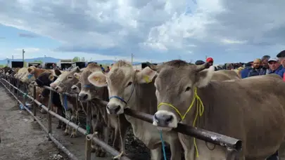 Hayvan Satış Yerleri Kapanmıştı. Peki Ne Zaman Açılacaklar?