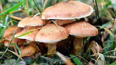 Mantarla Gençlik Mümkün mü? Bilim Psilosibin Karşısında Şaşkın!