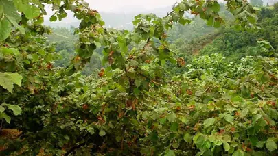 Trabzon'da Kahreden Olay! Fındık Toplarken Can Verdiler