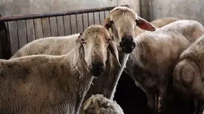 Kırsal Alanlarda Hayvancılıkta Verim ve Kaliteyi Artıracak 'Küçükbaş Destek Projesi' Başlatıldı!