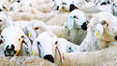 Kırsalda Bereket Projesiyle Küçükbaş Hayvancılığa Destek!