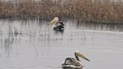 Bakım Sürecinin Ardından Yaralı İki Pelikan Doğaya Kavuştu