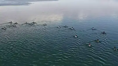 Nazik Gölü'ndeki Buz Tabakası Eridi, Yaban Ördekleri Suya Kavuştu!