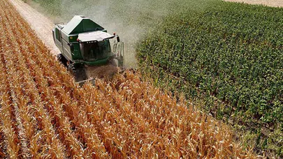 TMO, 350 Bin Ton Yemlik Mısır İthalatı Gerçekleştirecek: Liman Bazında Dağılım Belli Oldu