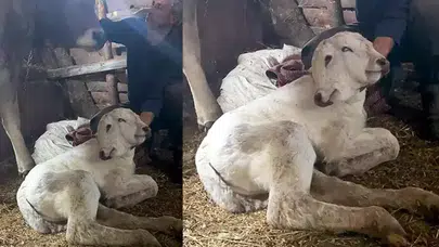 Erzurum'da Nadir Görülen Çift Başlı Buzağı Doğdu!
