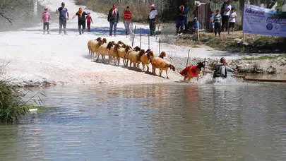 Sudan Koyun Geçirme Festivali Hangi İlimizde Düzenleniyor?