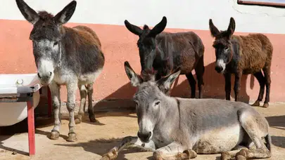 At, eşek ve katırlarda tarihi düşüş!