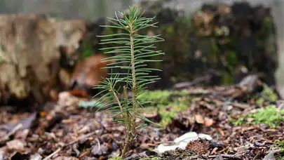 İstanbul’da 22 Bin Fidan Doğa ile Buluştu!