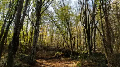 Trakya’nın Saklı Hazinesi: Kırklareli Gezilecek Yerler