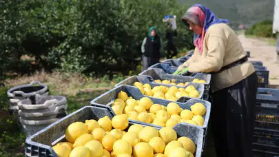 Limon fiyatları neden bu kadar arttı? Adana'da üreticiler ne diyor?
