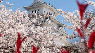 2026'da Japonya'da Kiraz Çiçeği Festivali'nin Tarihleri Açıklandı!