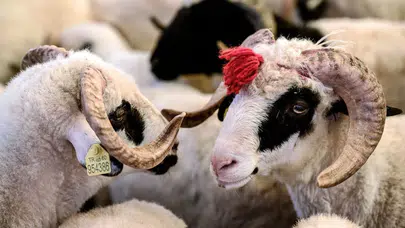 Kurbanlık Fiyatları İllere Göre Belirlendi!