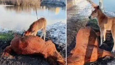 Kura Nehri Kenarında Duygusal Anlar: İnsanlık İçin Bir Vefa Mesajı mı?