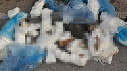 33 kedinin vahşi ölümü yargıyı harekete geçirdi: Serbest bırakılan veteriner için yeni karar