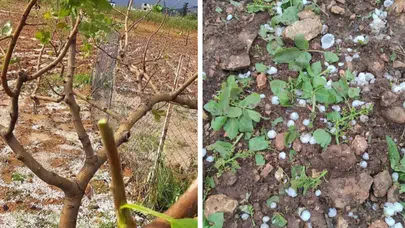 Hasat beklentisi yerini hüsrana bıraktı: Antep'te doğa felaketi üreticiyi vurdu