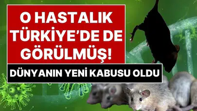 Denizlerin ortasında kabusa dönüşen yolculuk: Hantavirüs paniği sınırları aştı