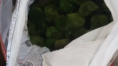 Valize sığdırılmış ekolojik hazine: Kapıkule'de kaçakçılık girişimi engellendi