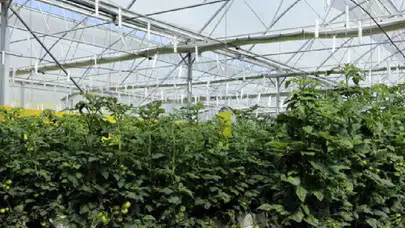 Çöpten gelen bereket: 65 yaş üstü vatandaşların sofrasına ücretsiz ulaşıyor