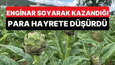 Enginar hasadında sıra dışı gelir kapısı