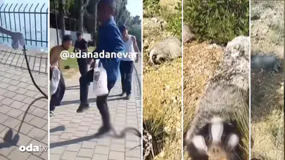Yaban hayatına yönelik şiddet vakaları tepki topluyor