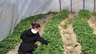 Bilecik tarımında hibe desteğiyle gelen başarı hikayesi