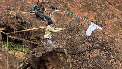 Nesli tükenmek üzere olan ağaç papatyası için küresel seferberlik