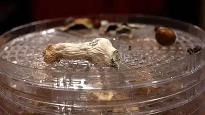 Psilosibin bazlı tedavi Alzheimer hastasında şaşırtıcı iyileşme sağladı