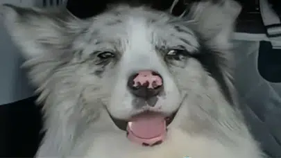 Sosyal medya fenomeni köpeğin çalınması sonrası trajik son