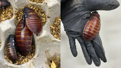 Avustralya sınırlarında yasa dışı egzotik böcek operasyonu