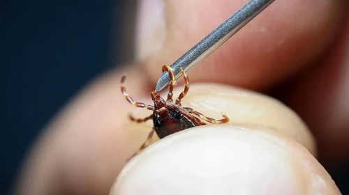 O Sinsi Tehlike Tekrar Gündemde! Kene Kâbusuna Karşı 5 Altın Kural, Pikniğe Gitmeden Mutlaka Oku!