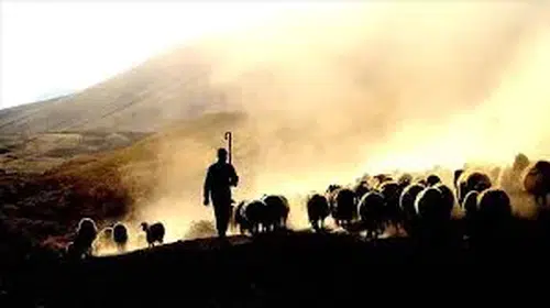 Tunceli’de Çoban Ücretleri Belli Oldu: 130 bin TL’ye Kadar Çıkıyor
