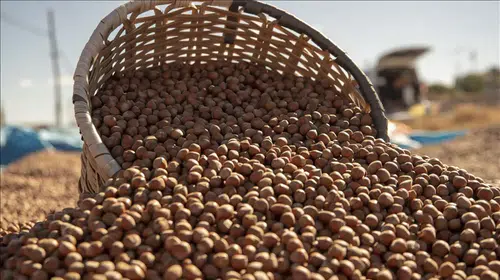 2025 Fındık Sezonu Hareketli Başladı: Serbest Piyasada Güncel Fiyatlar