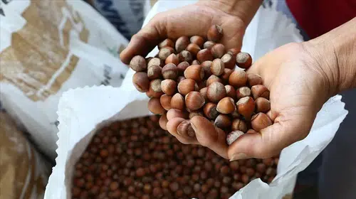 Fındık fiyatlarında yeni eşik! 14 Ocak 2026 serbest piyasa güncel fındık fiyatları