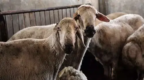 Kırsal Alanlarda Hayvancılıkta Verim ve Kaliteyi Artıracak 'Küçükbaş Destek Projesi' Başlatıldı!