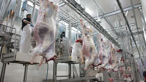 Dana karkas maliyeti açıklandı: Ağustos 2026’da kesim fiyatı en az 680 TL mi olmalı?