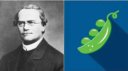 Mendel Neden Bezelye Kullandı? Mendel Bezelyeleri Nasıl Çaprazladı?