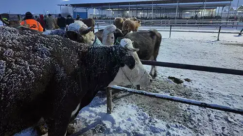 Kış Koşulları Türkiye'nin En Büyük Hayvan Pazarında Kriz Yarattı